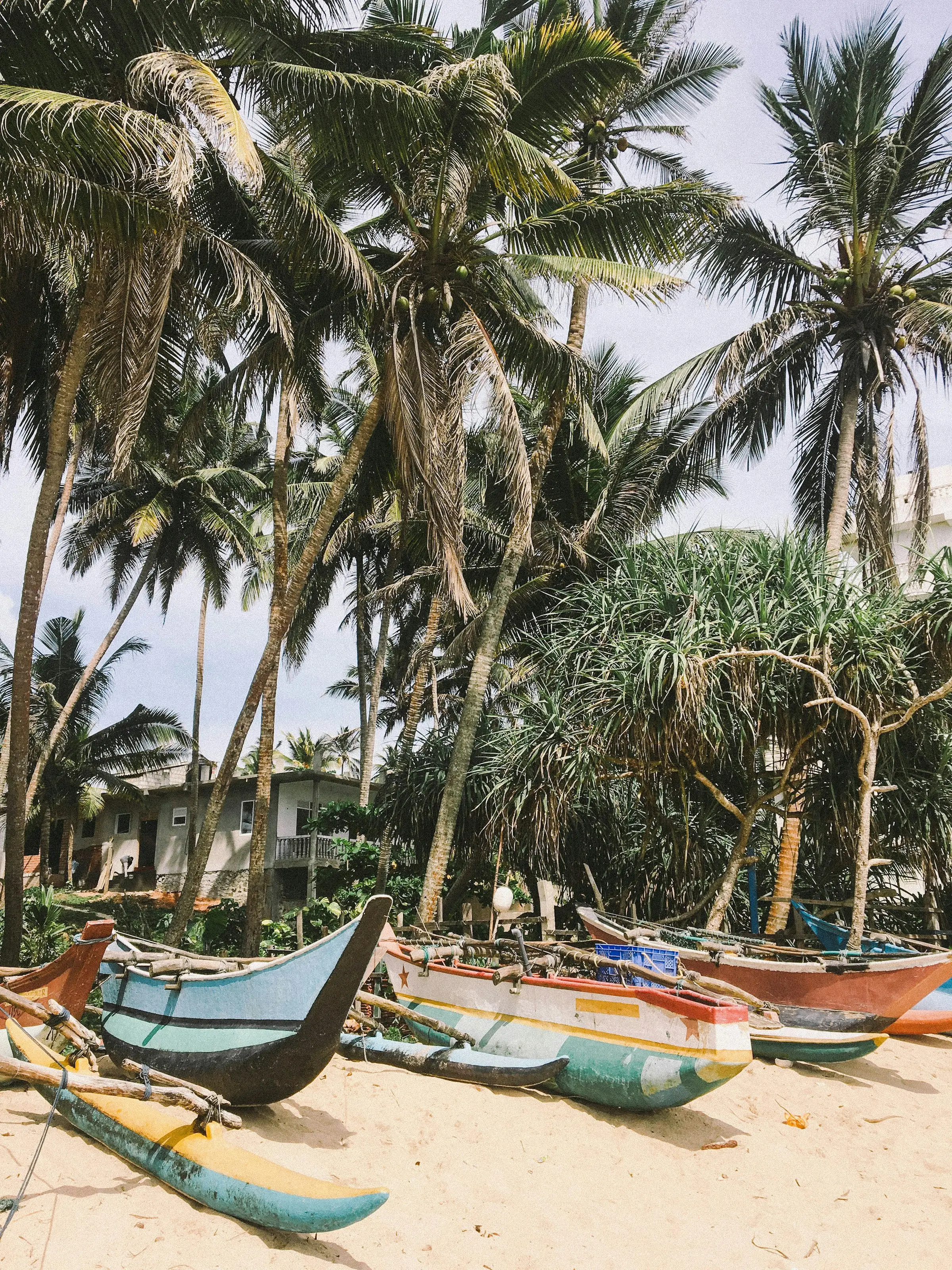 Wooden outrigger fishing boats pulled up under coconut palms on a south coast beach