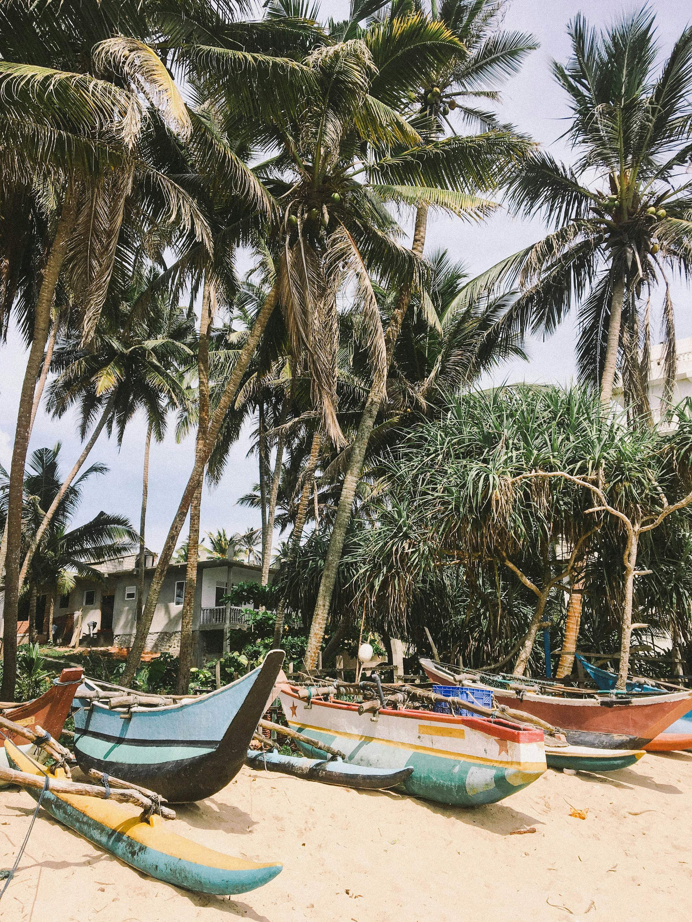 Wooden outrigger fishing boats pulled up under coconut palms on a south coast beach