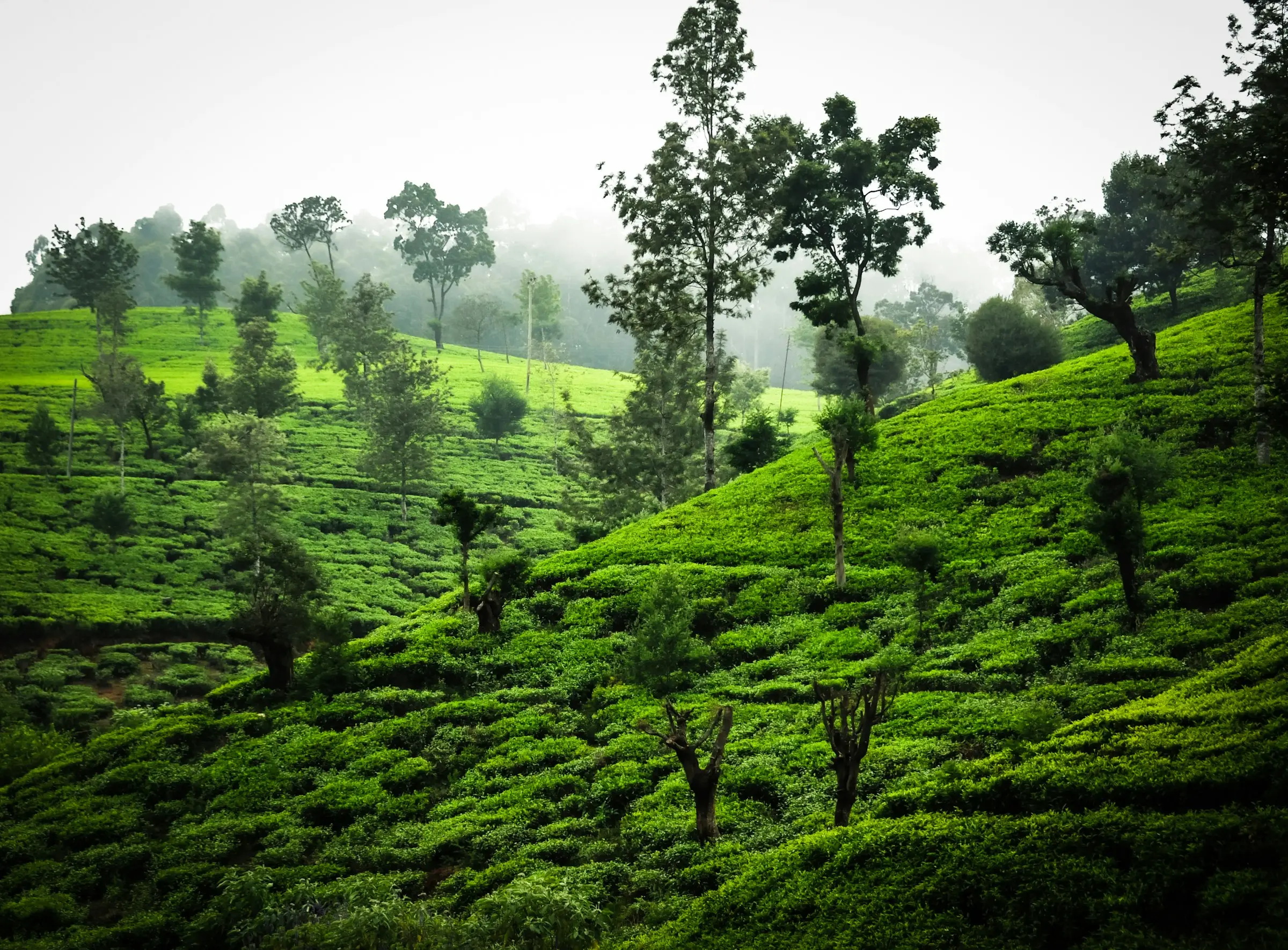 Terraced tea plantation on a misty hillside in the Sri Lankan highlands