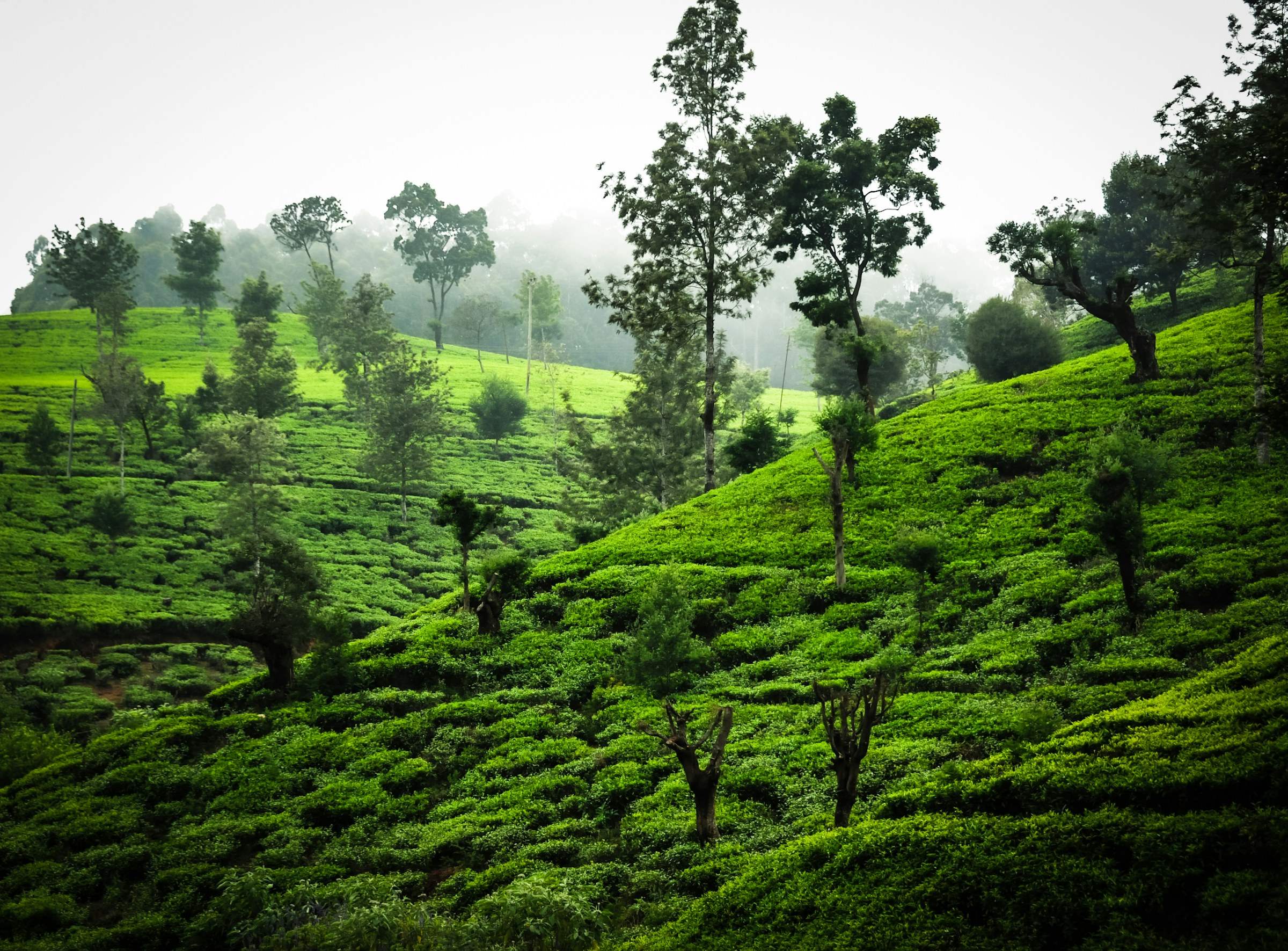 Terraced tea plantation on a misty hillside in the Sri Lankan highlands