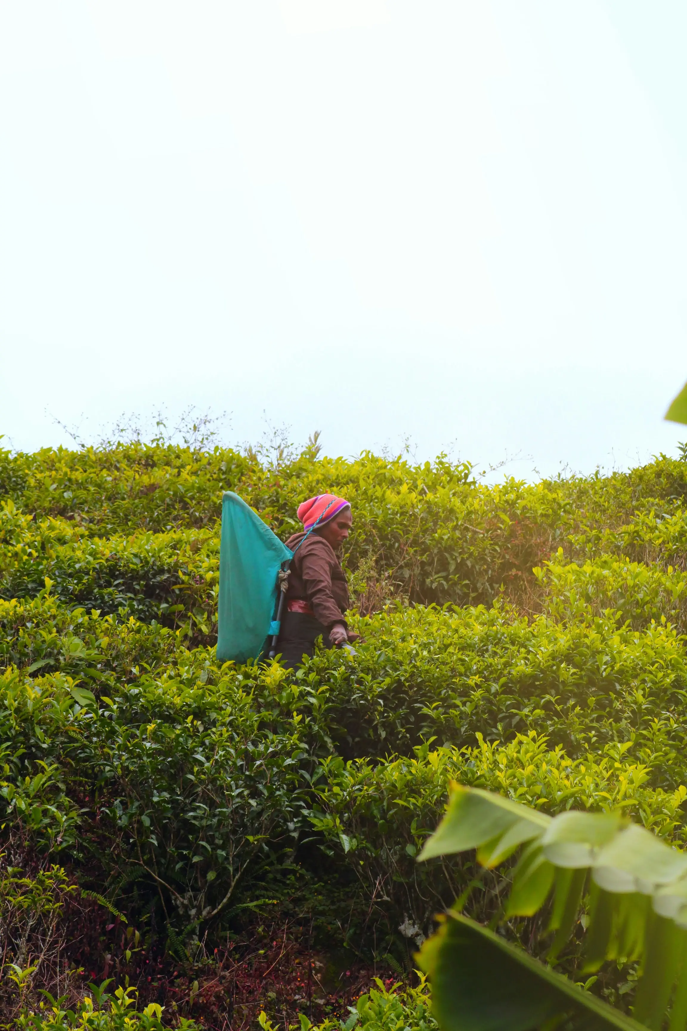 A tea picker walking a narrow path between rows of tea bushes on a hillside