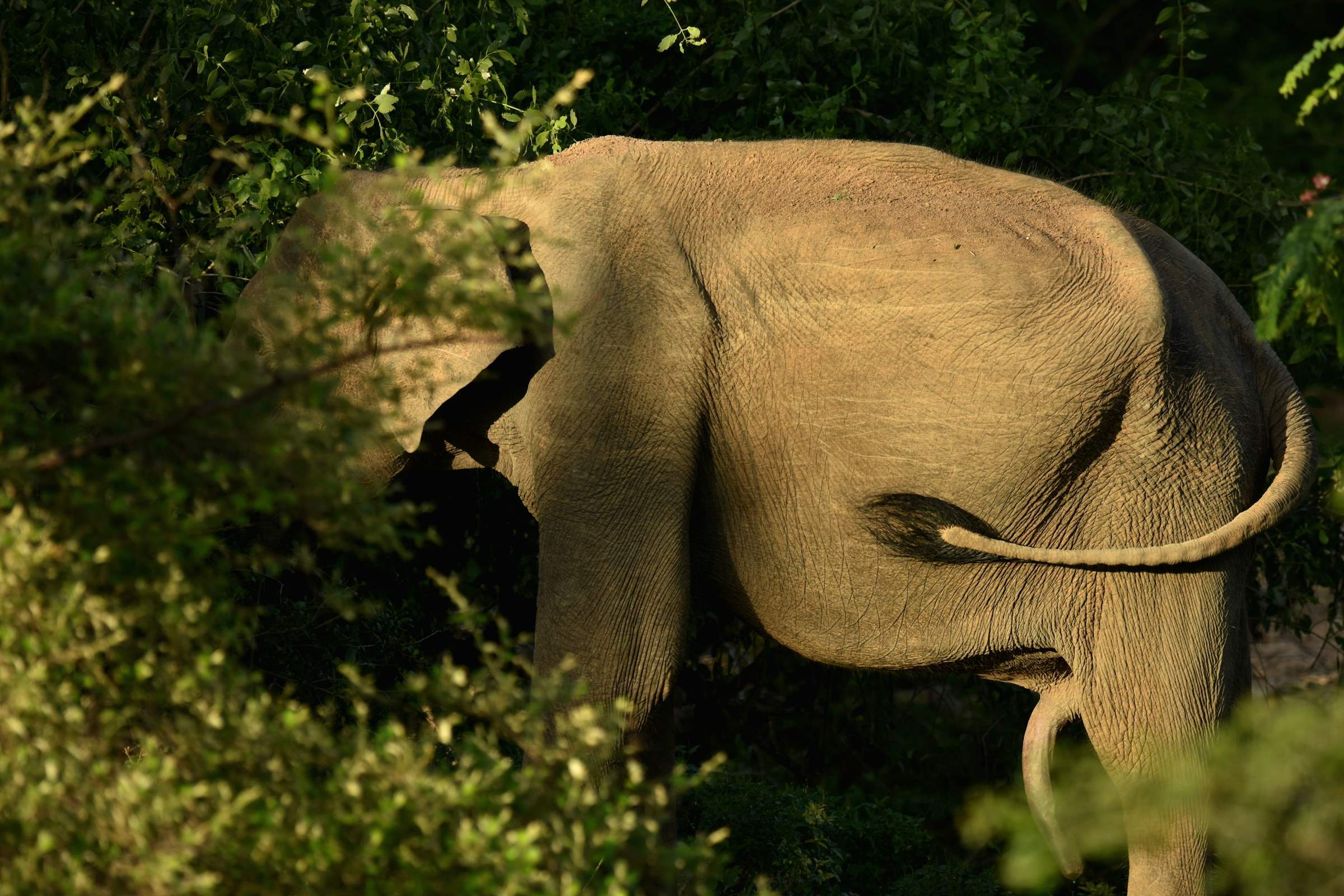 An elephant standing among trees in the dry-zone forest of a Sri Lankan national park