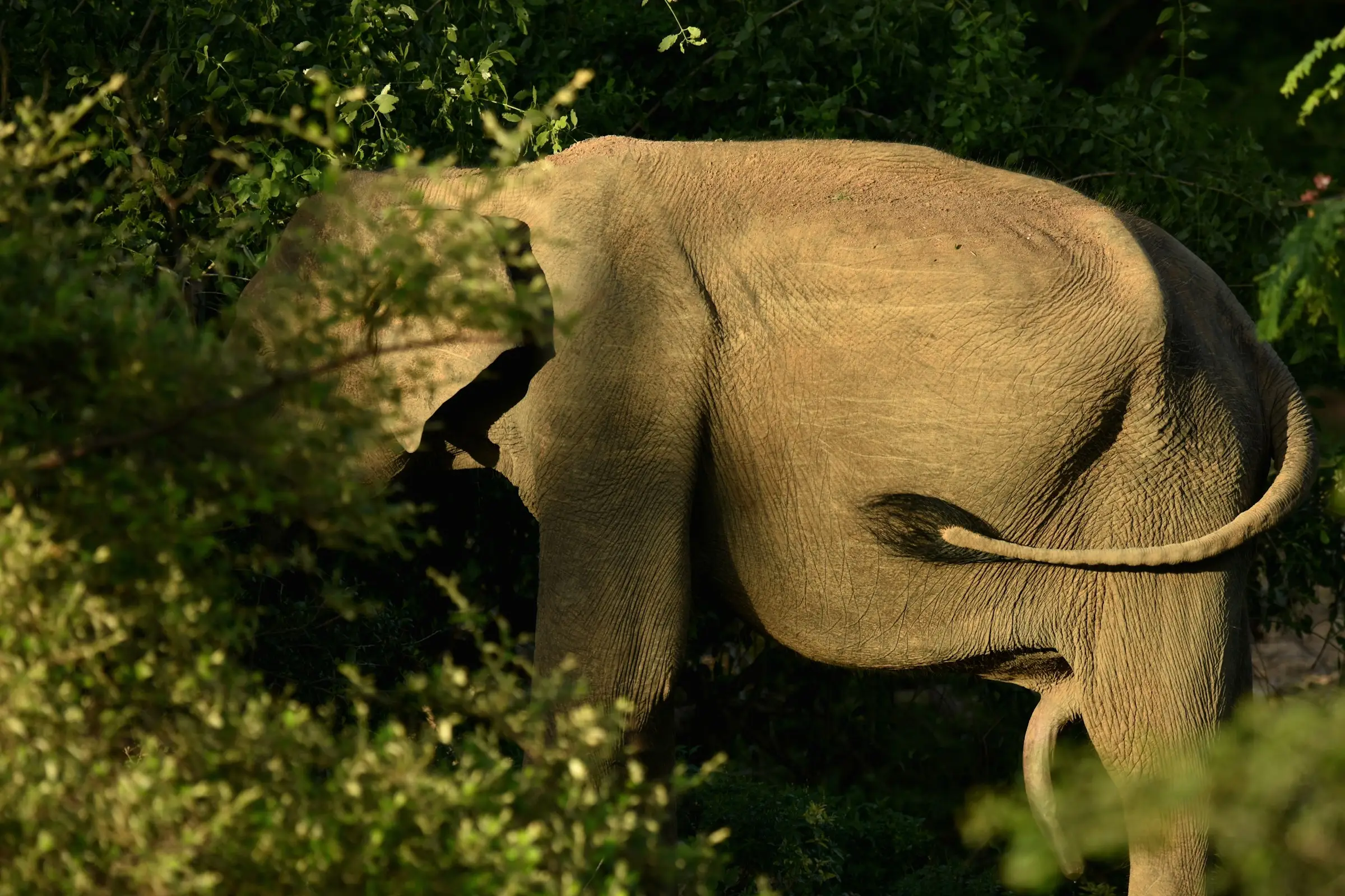 An elephant standing among trees in the dry-zone forest of a Sri Lankan national park