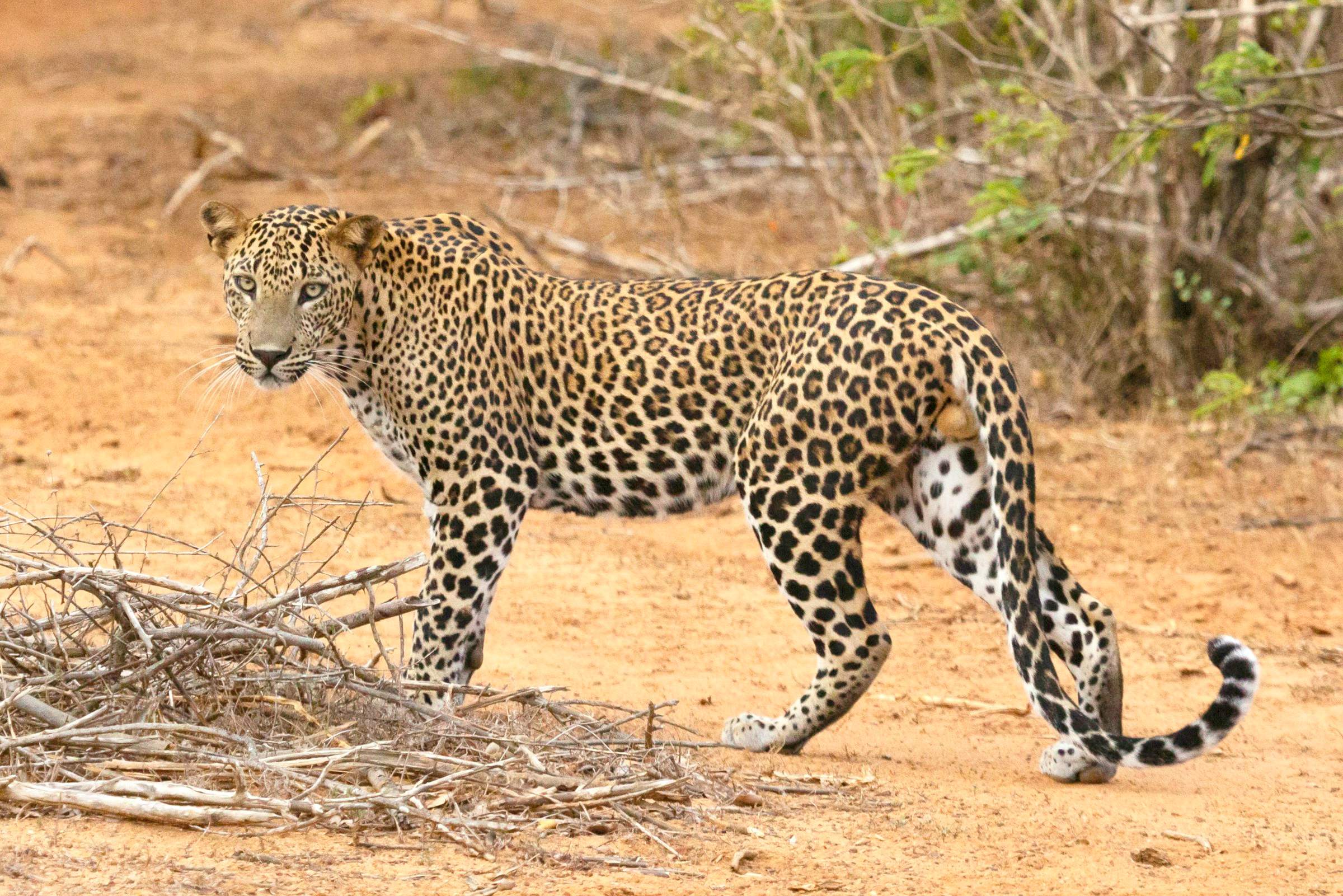 A leopard walking across an open dirt track in Yala National Park